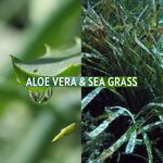 Inhaltsstoffe Ginkgo Aloe Vera und Seegras